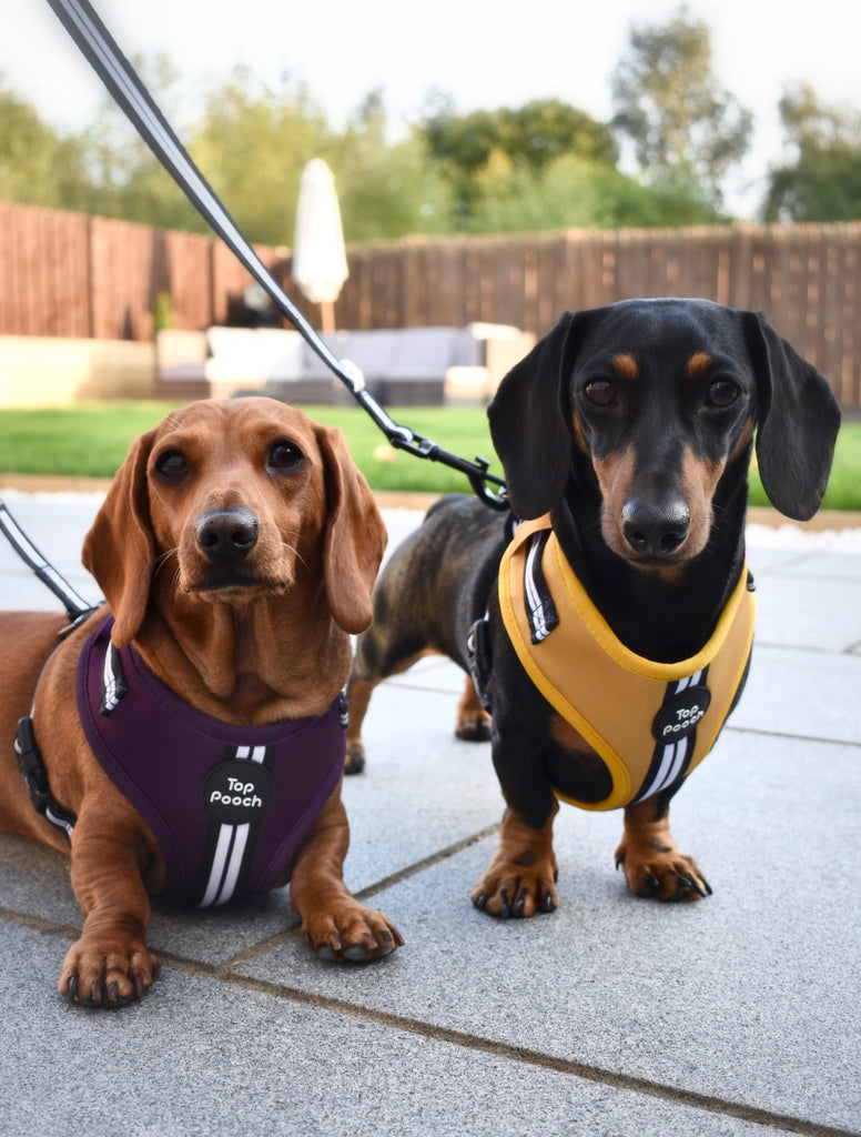 Mustard clearance dog harness