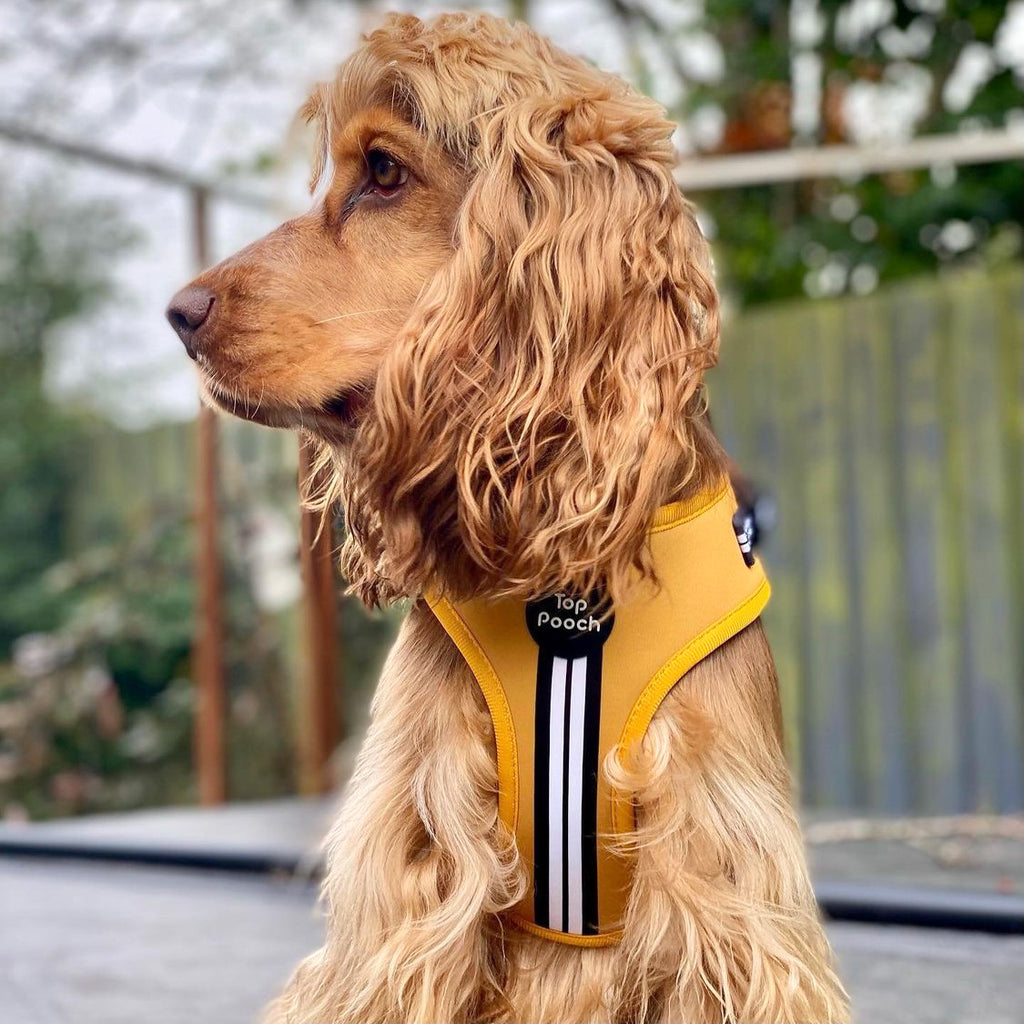 Mustard yellow outlet dog harness