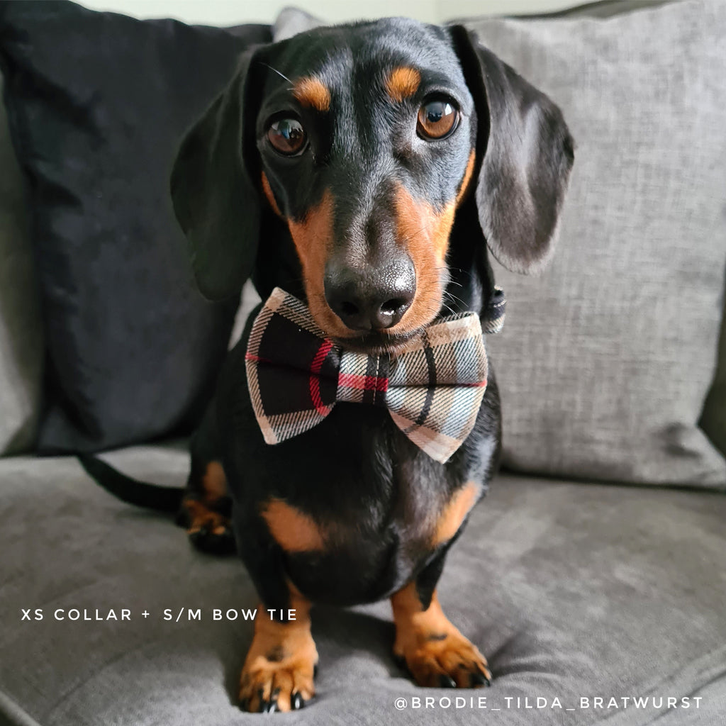 Gold dog bow tie best sale