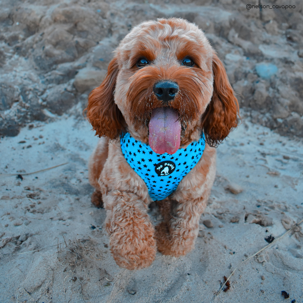 Stargazer Dog Harness