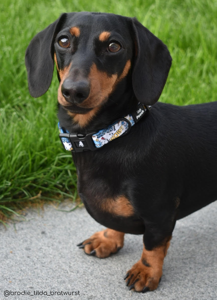 Superhero Dog Collar (Large Left)