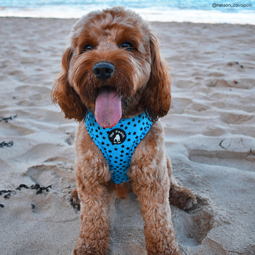 Stargazer Dog Harness