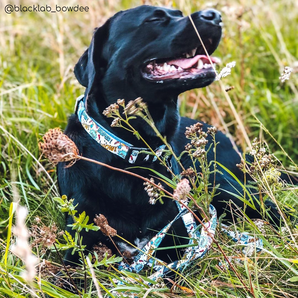 Superhero Dog Collar (Large Left)