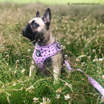 Animal Dog Harness - Lilac (Size L)