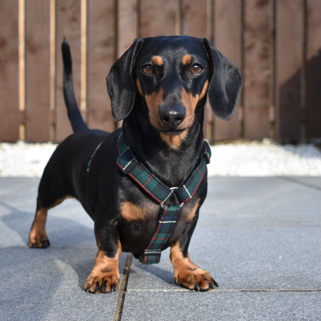 Forest Tartan Dog Harness Handmade Dog Harness Fabric Dog