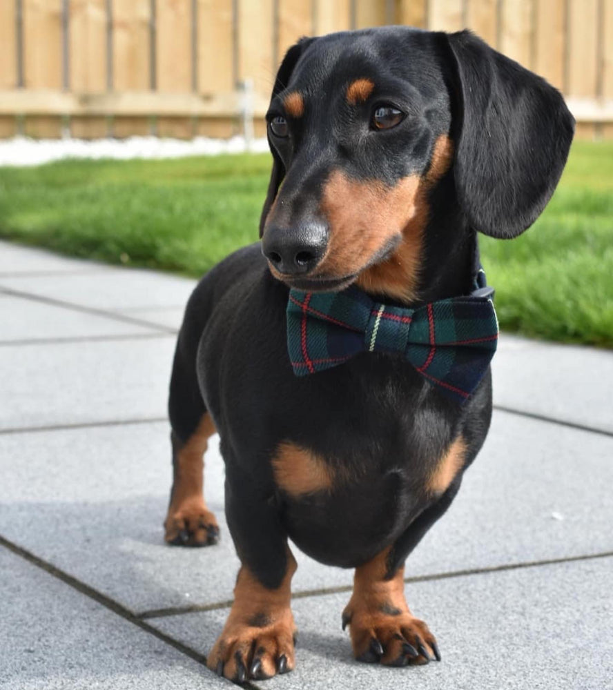 Forest Dog Bow Tie