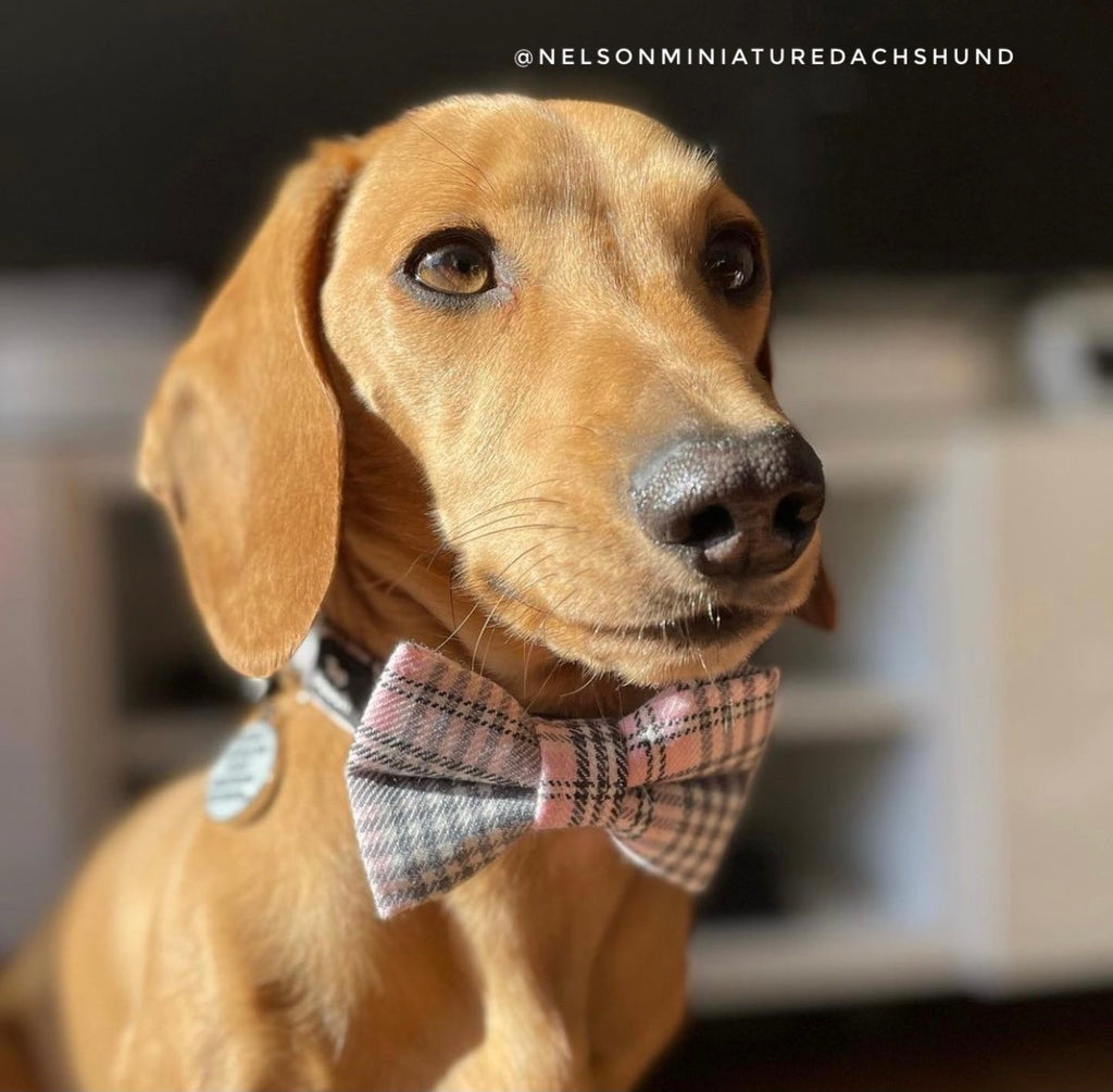 Plaid dog bow store tie