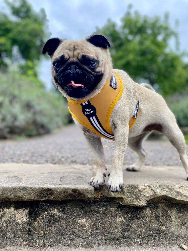 Retro Stripe Dog Harness - Mustard