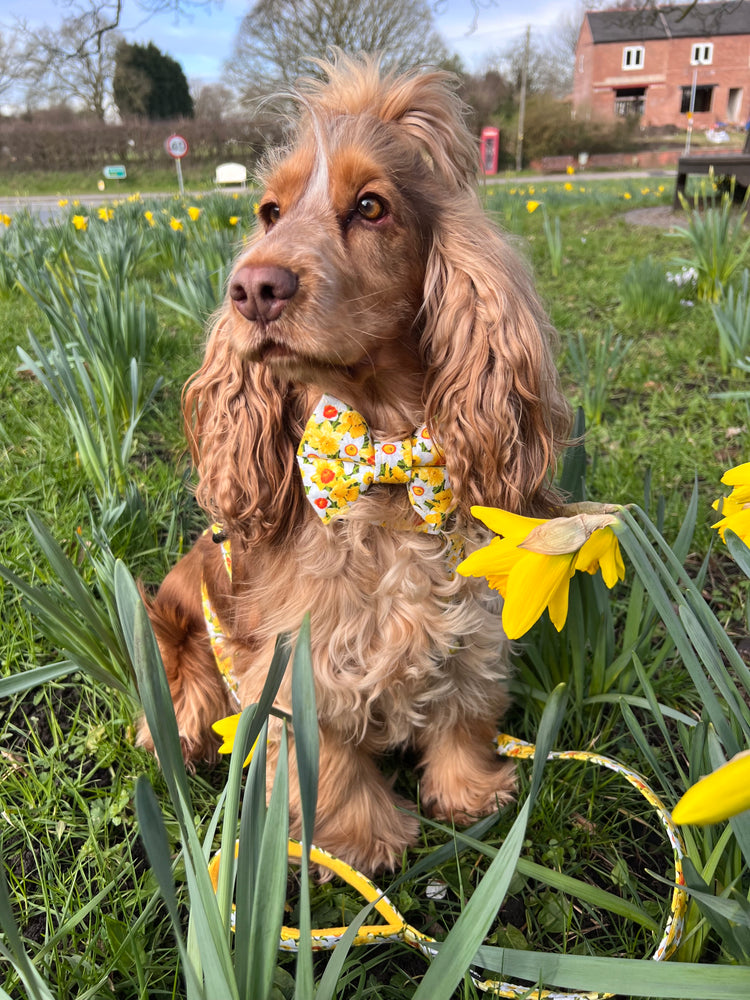 Spring Daffodils Dog Bow Tie