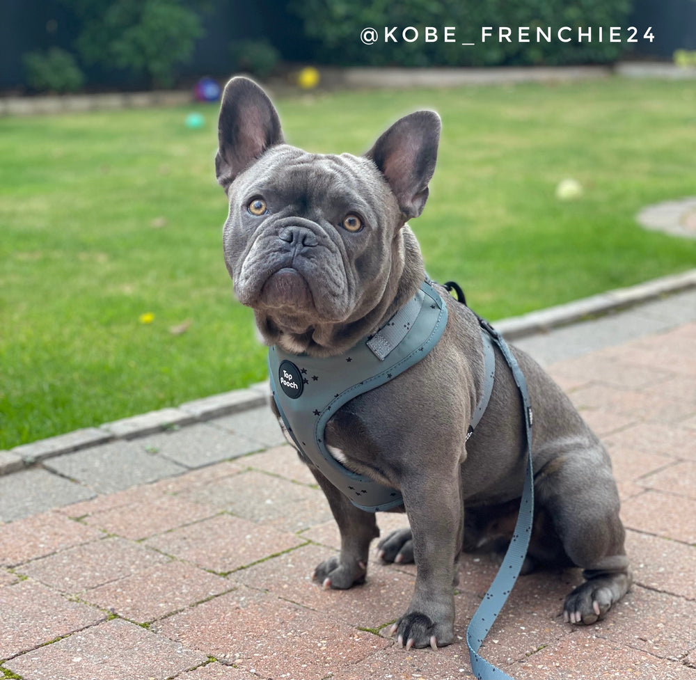 Minimal Stars Dog Harness - Misty Green