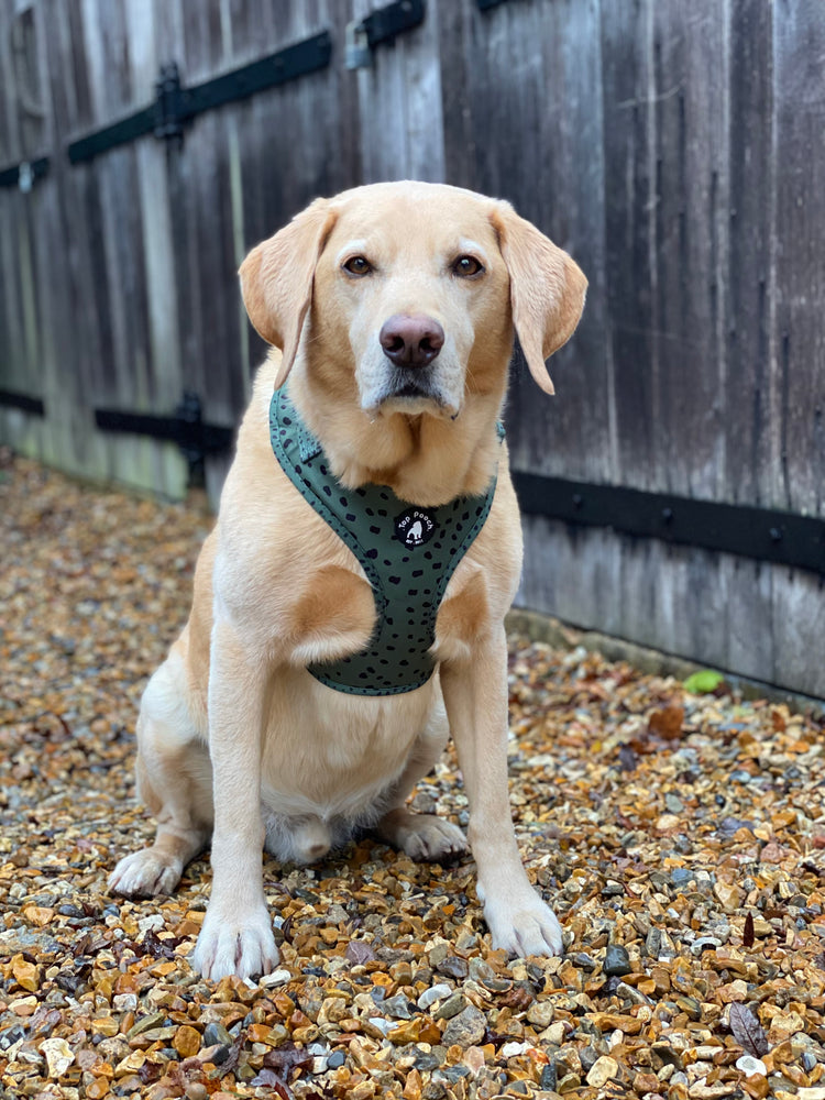 Animal Dog Harness (original logo) - Khaki Green