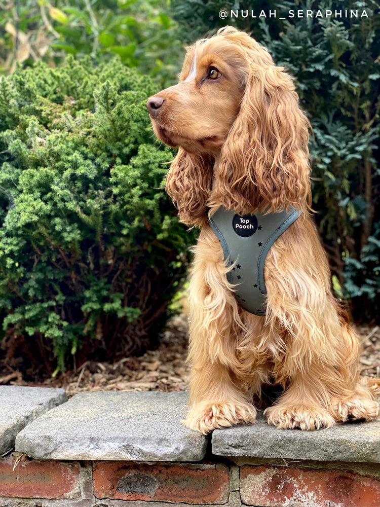 Minimal Stars Dog Harness - Misty Green