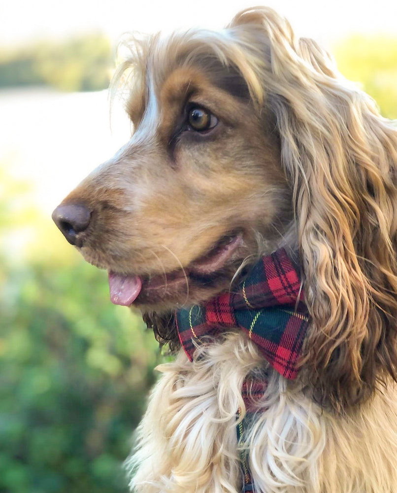 Red + Forest Green Tartan Dog Bow Tie