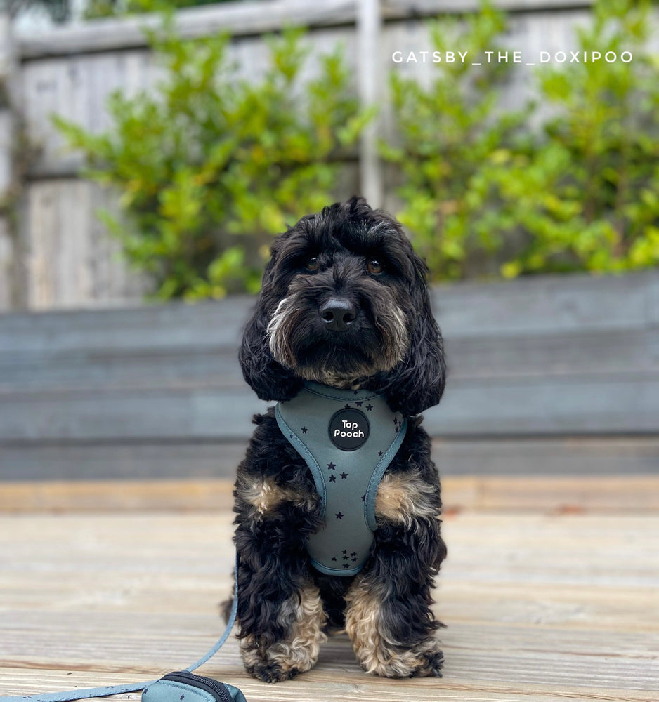 Minimal Stars Dog Harness - Misty Green