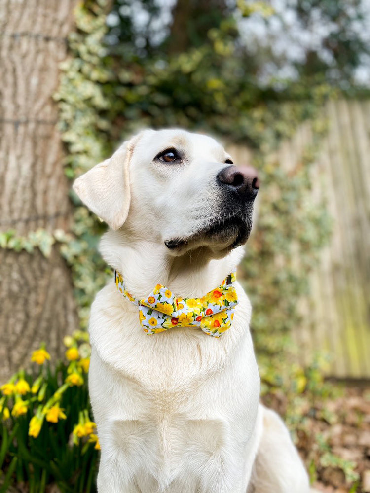 Spring Daffodils Dog Bow Tie