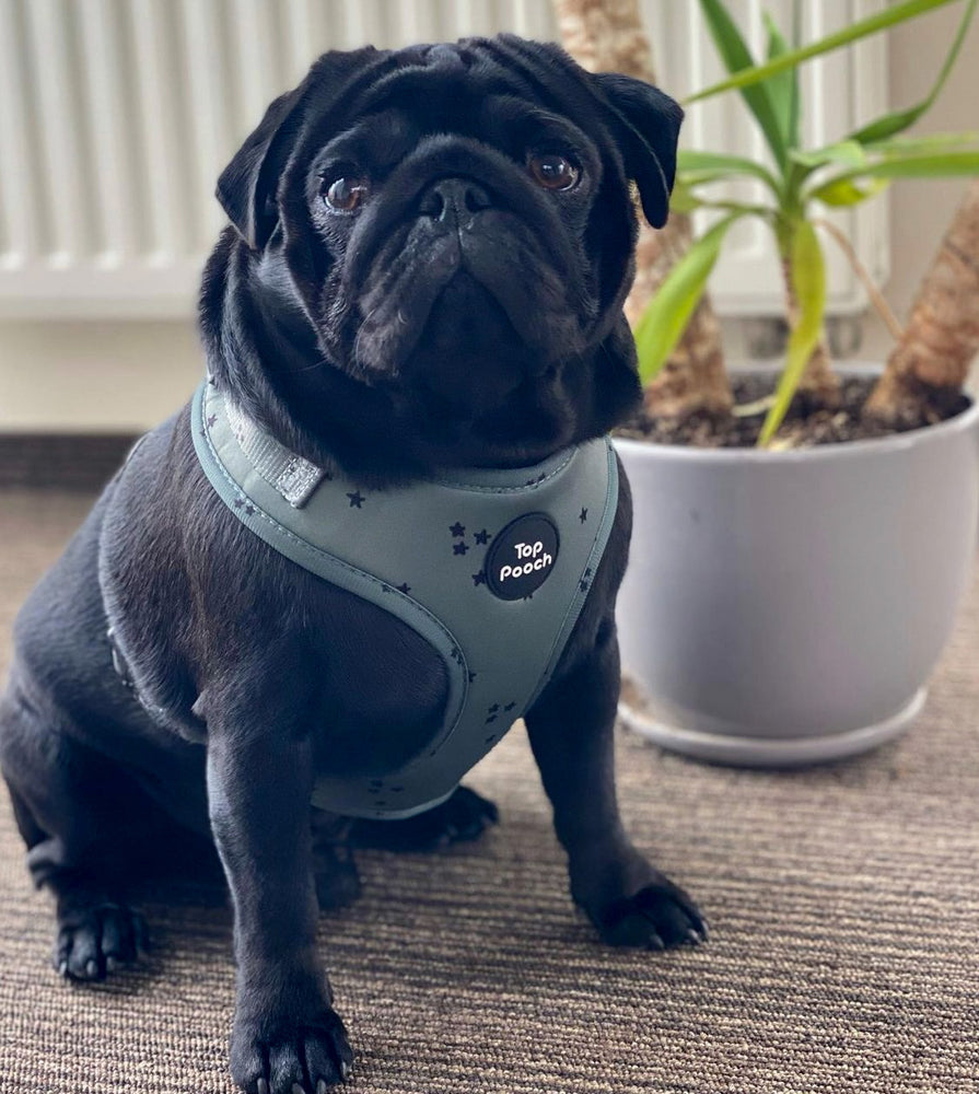 Minimal Stars Dog Harness - Misty Green