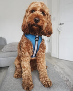 Retro Stripe Dog Harness - RAF Blue