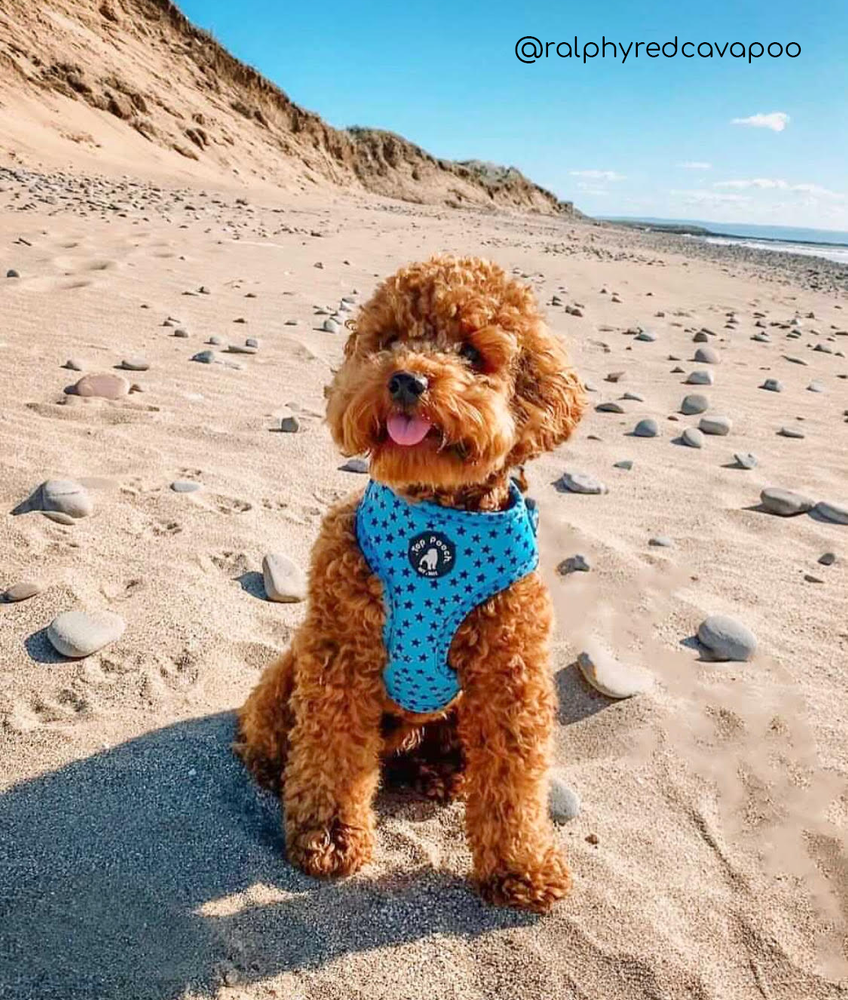 Stargazer Dog Harness