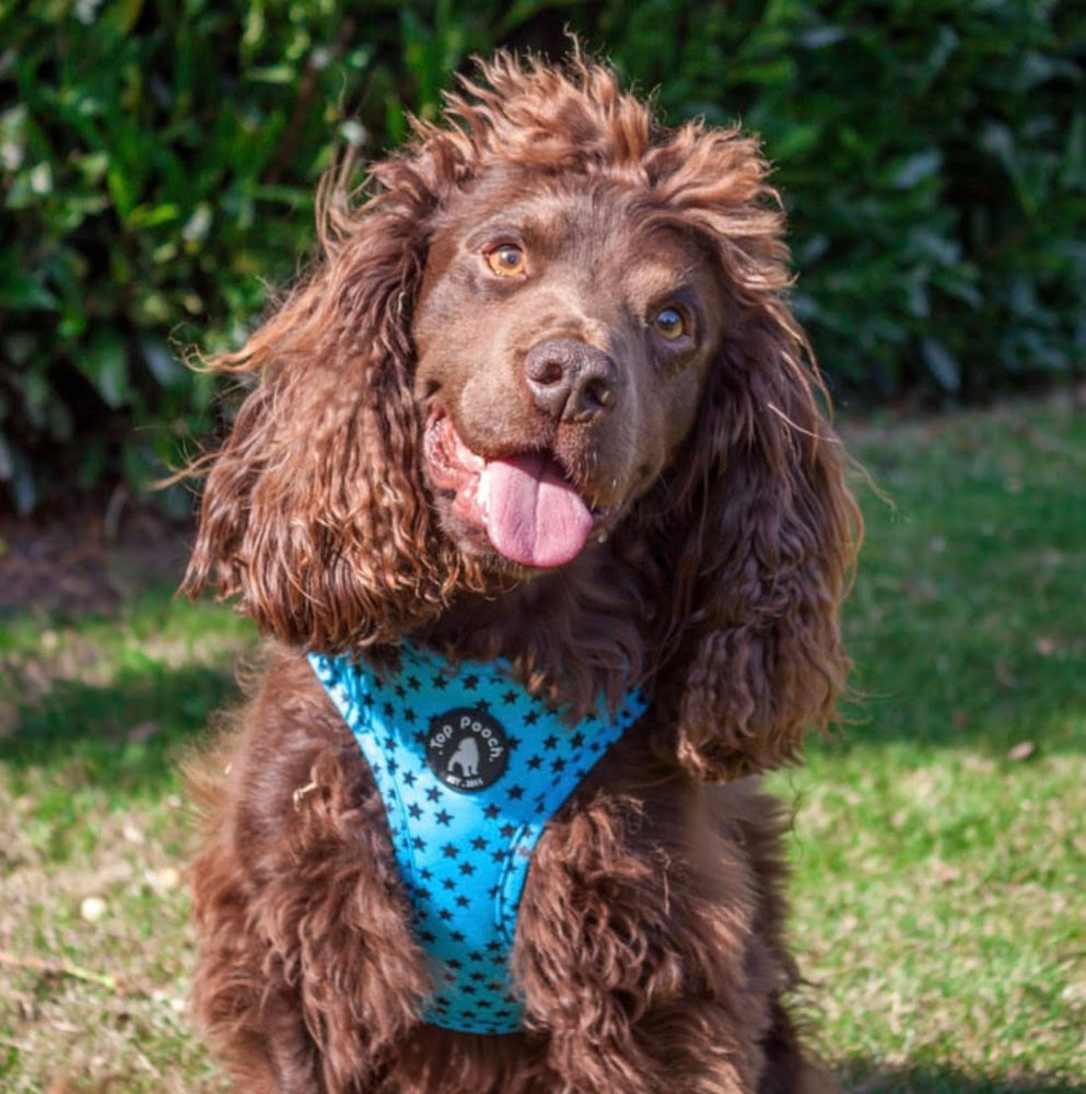 Stargazer Dog Harness